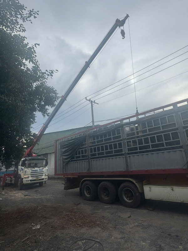 Hình ảnh đóng hàng và vận chuyển Sáng Tạo Việt